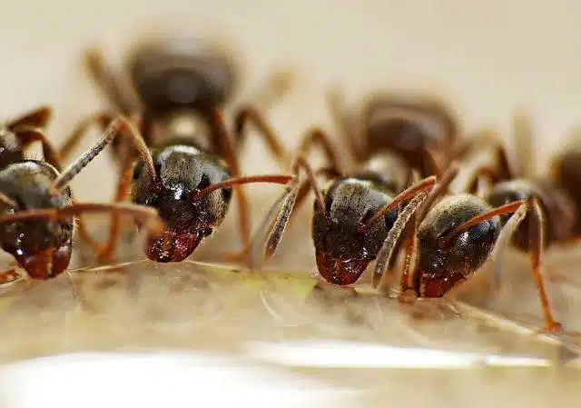 infestation de nuisibles maison