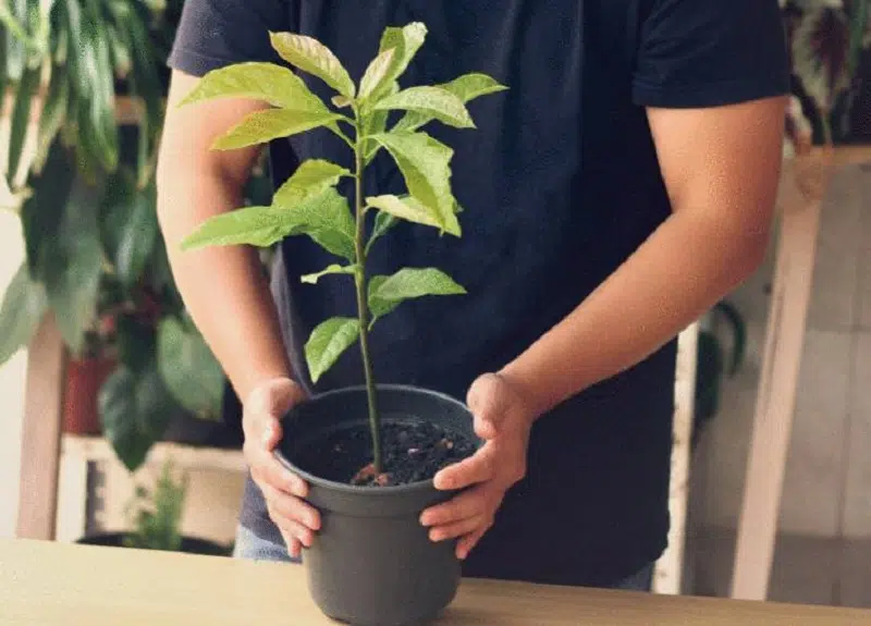 Où planter un avocatier