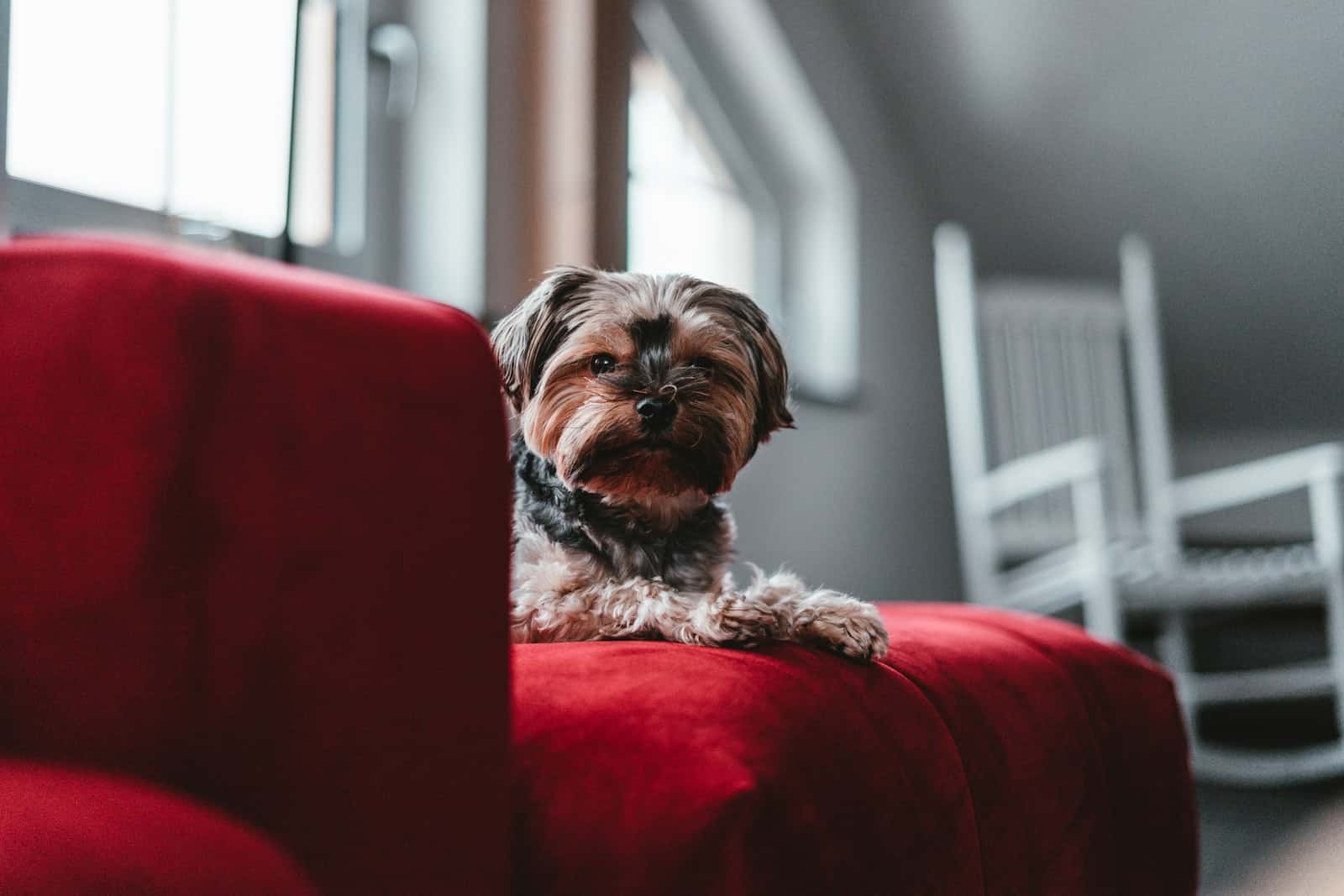 selective focus photography of long-coated dog on red sofa